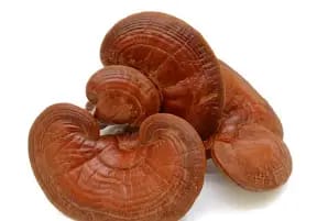 REISHI MUSHROOM