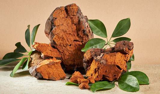 CHaga Mushooms