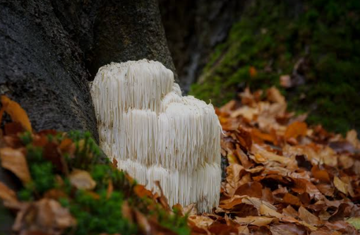 5 Benefits of Lion's Mane Mushroom