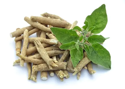 Ashwagandha: A Sacred Herb